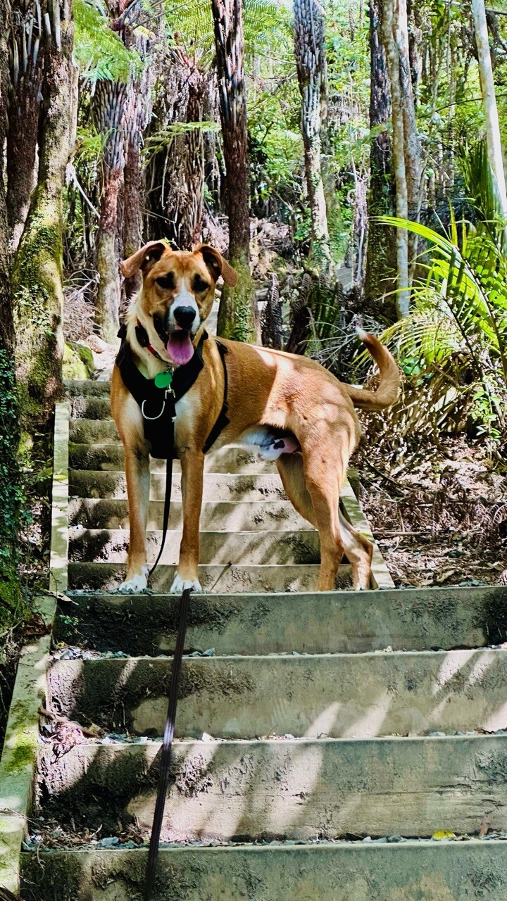 An orange huntaway cross dog standing on steps in the bush looking down with his tongue hanging out looking happy