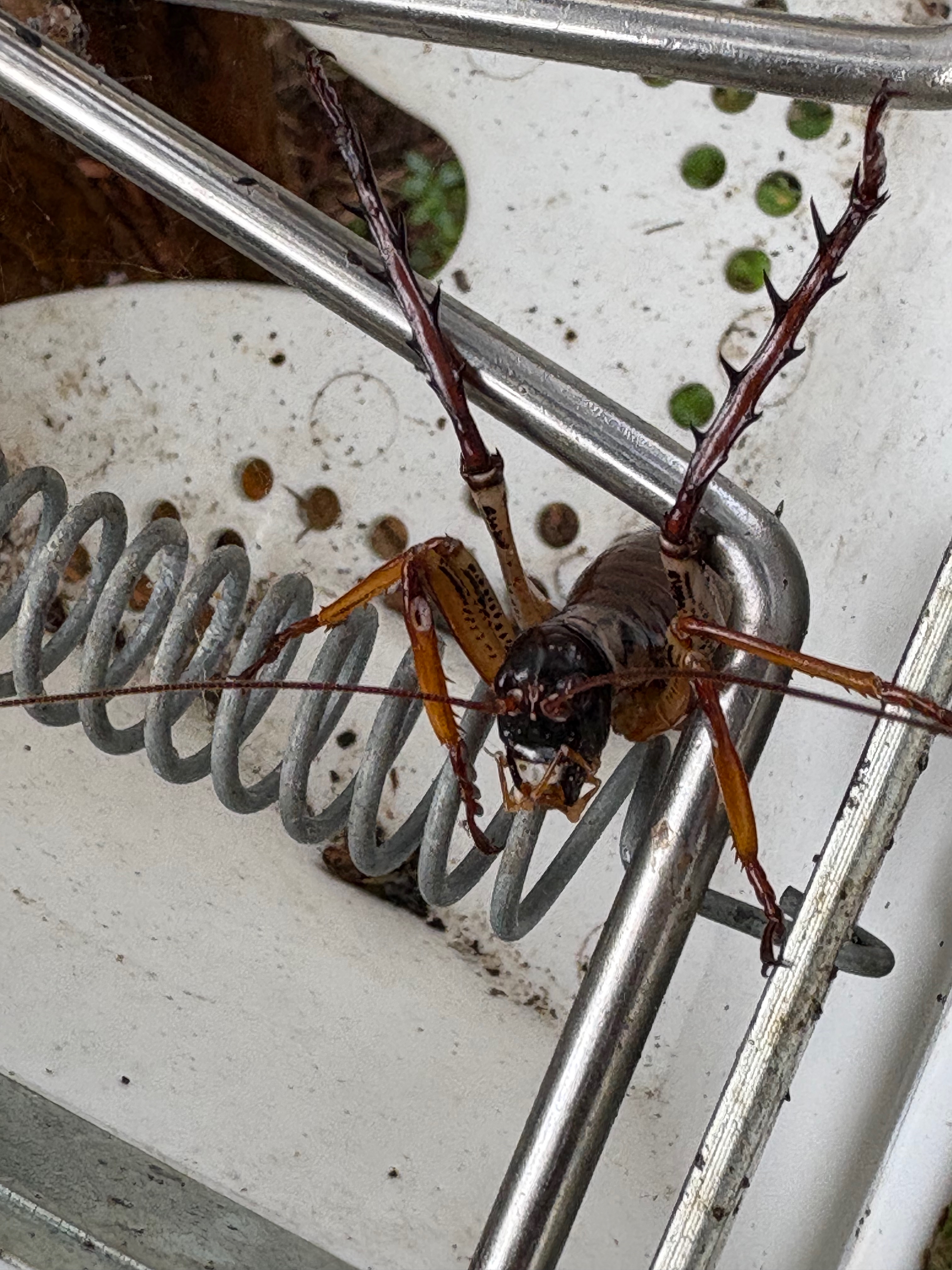 A wētā is perched on the wire and spring of a trapinator possum trap, with the white plastic floor of the trap in the background. The wētā has it's back legs raised in a defensive posture.