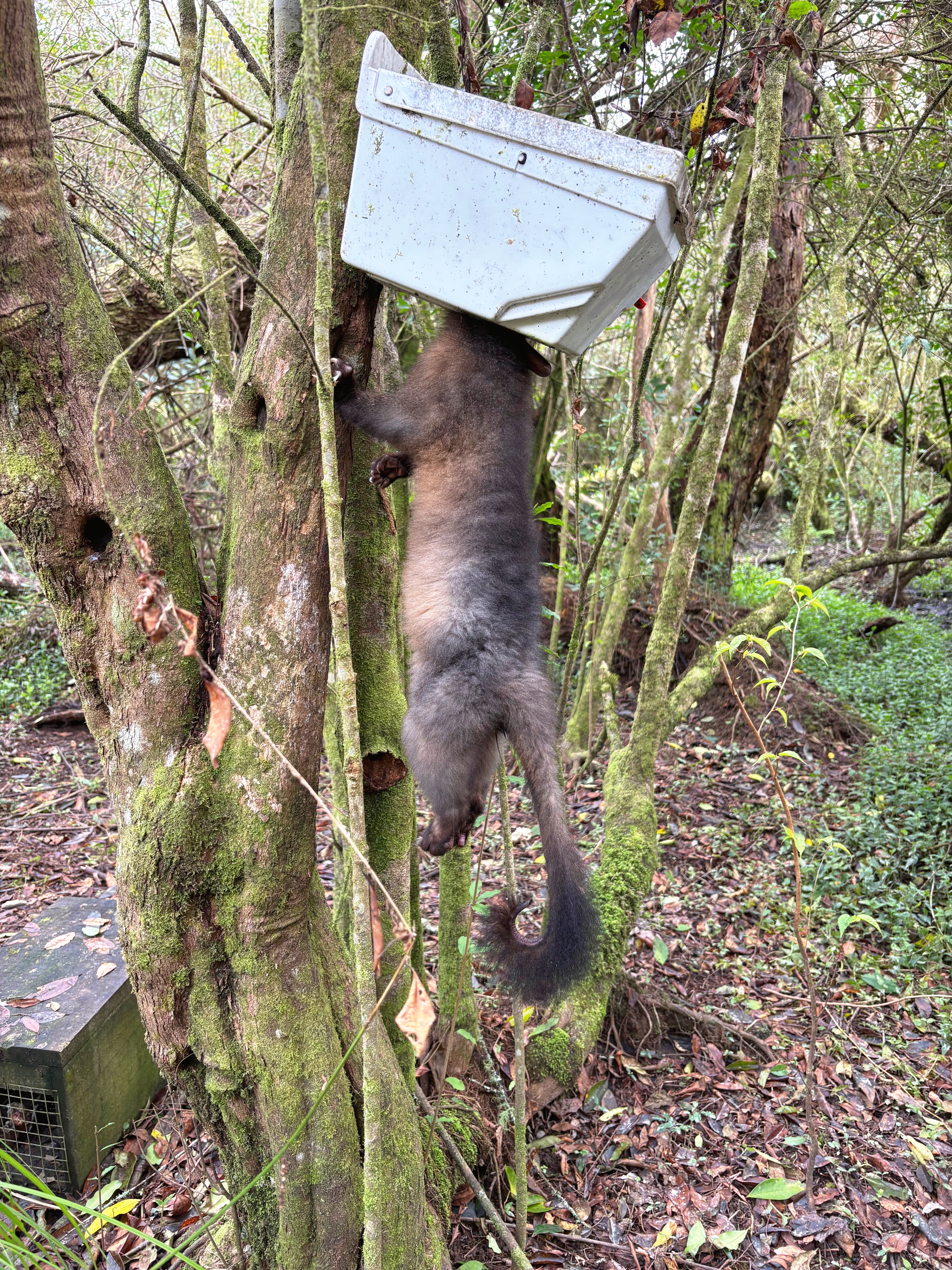 A juvenile possum is suspended from a white plastic trapinator trap attached to a tree. The background is scruffy winter bush in browns and greens.