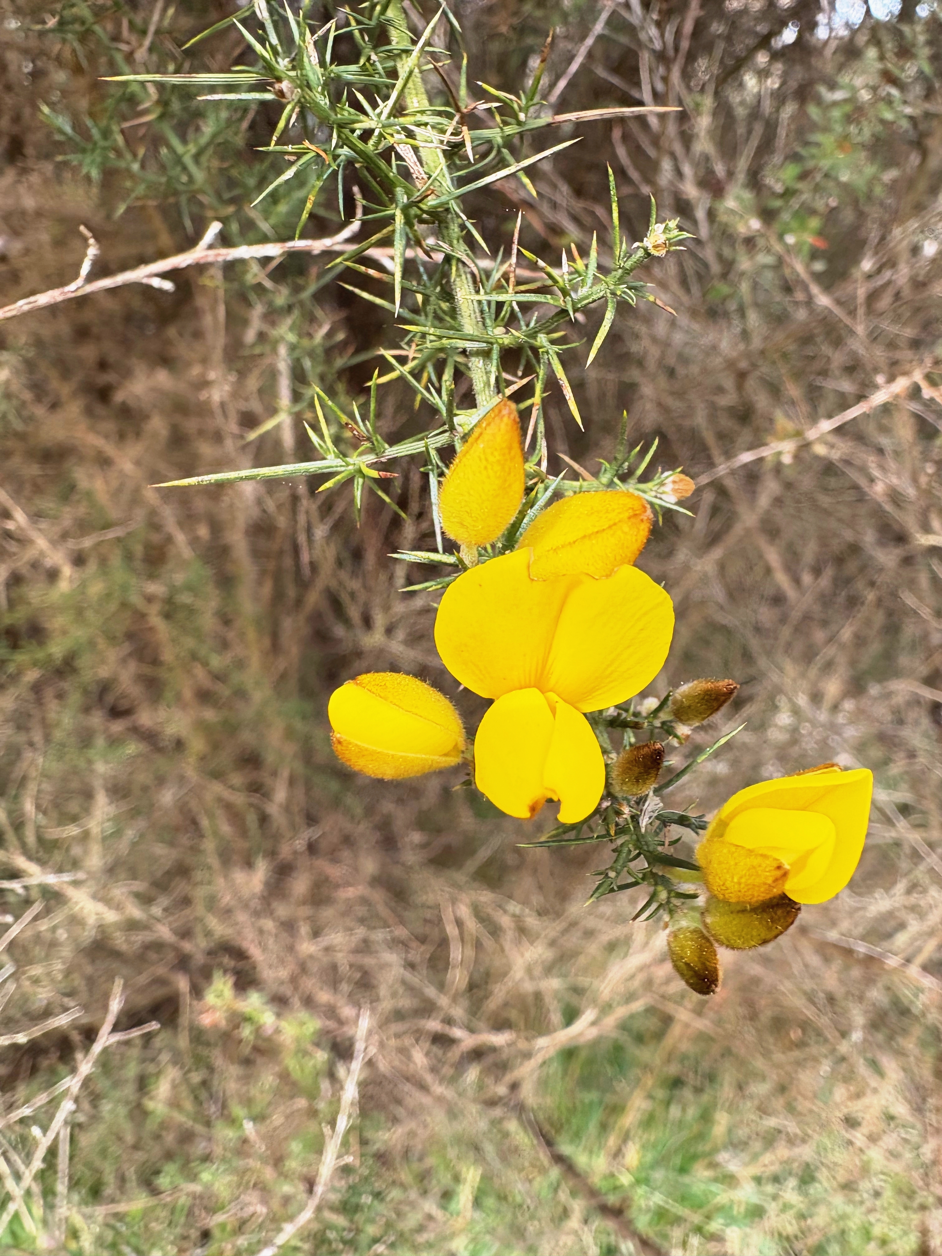A bright yellow gorse flower on a spiky branch with a blur of dead gorse bush in the background.