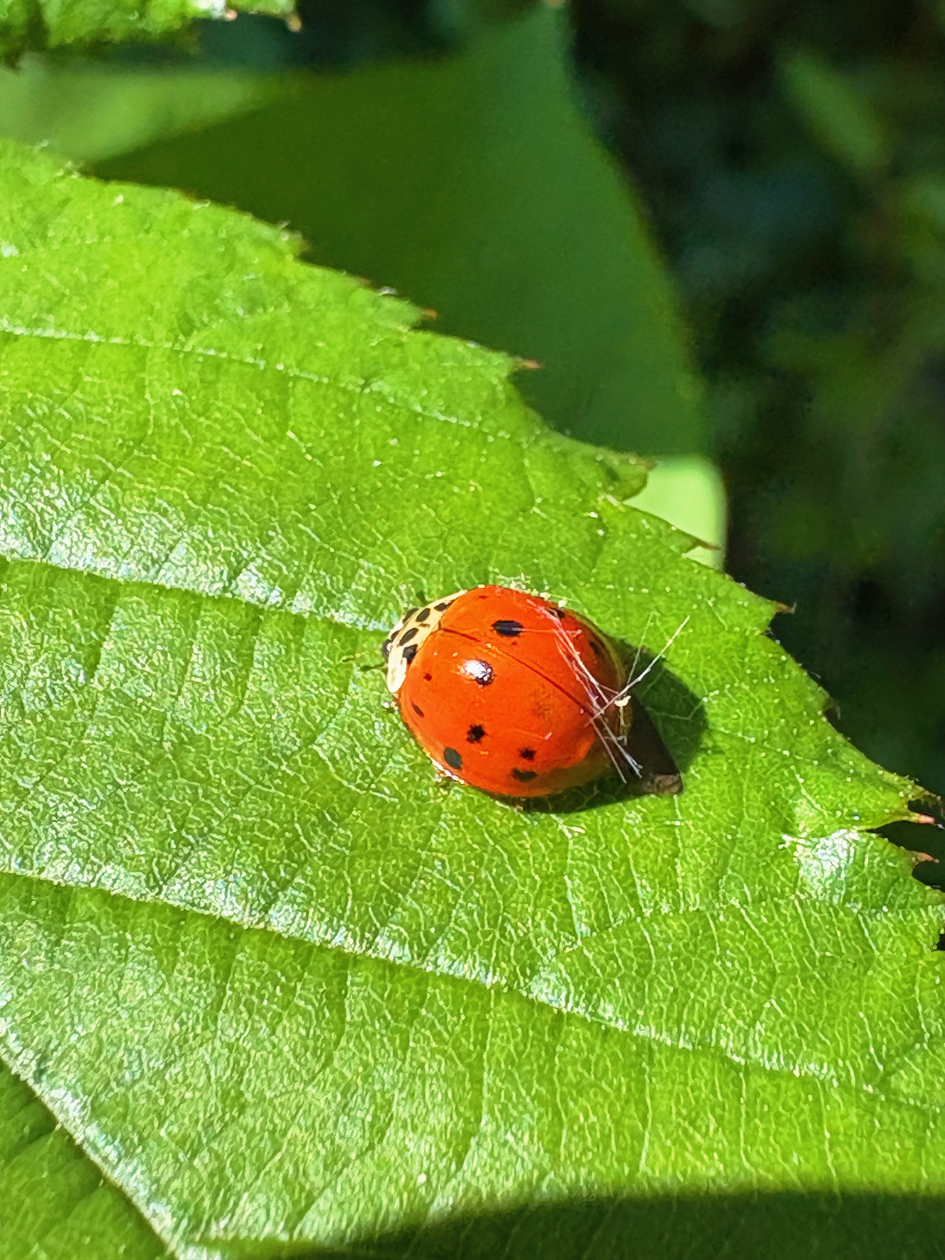 Exploring a leaf
Ladybird negotiates
Jagged green spaces