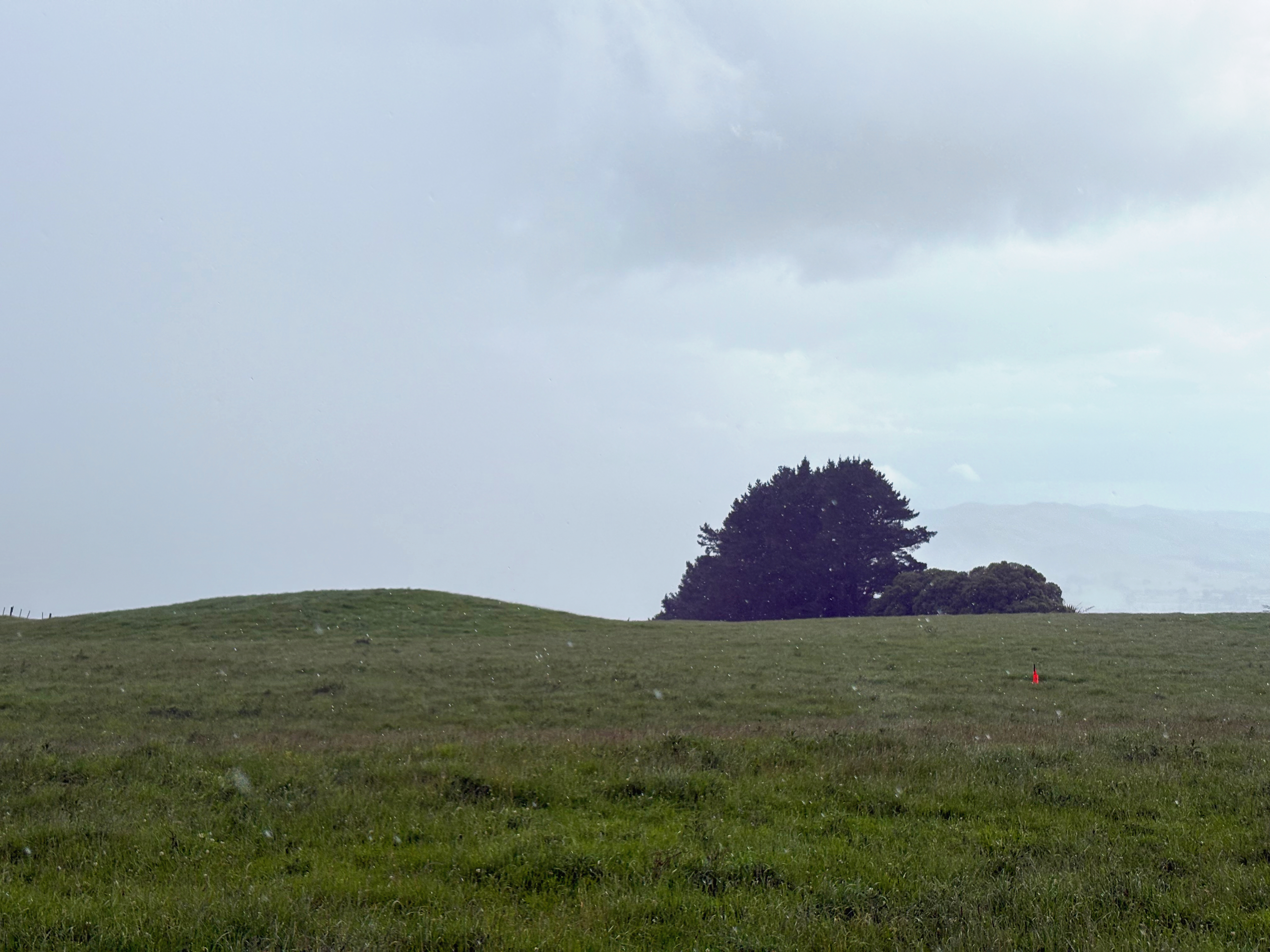 A drenching summer
Shower soaks a grassy field
Tree explodes in white sky