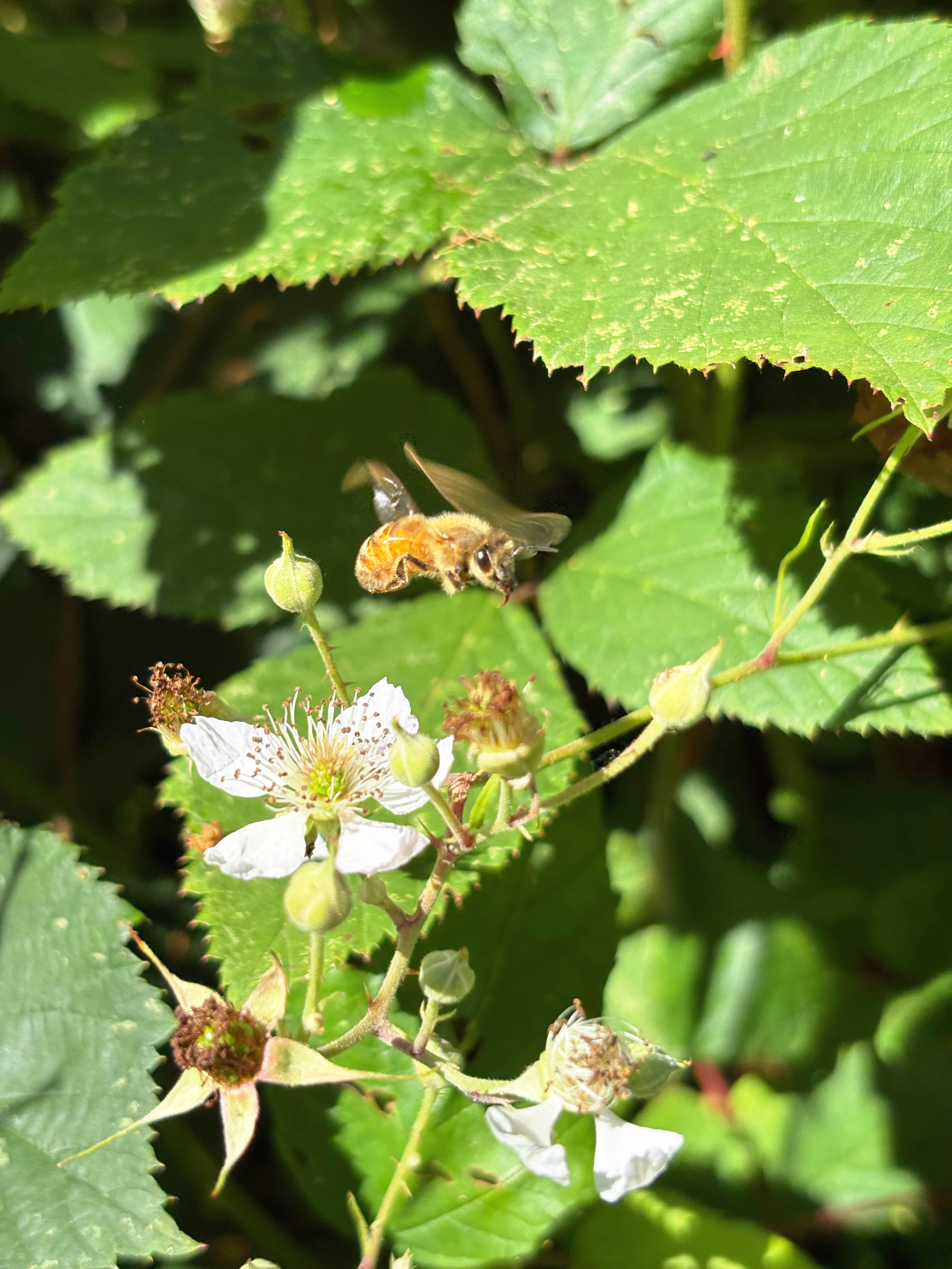 A honeybee leaves
a white blackberry blossom
seeks sweet sustenance