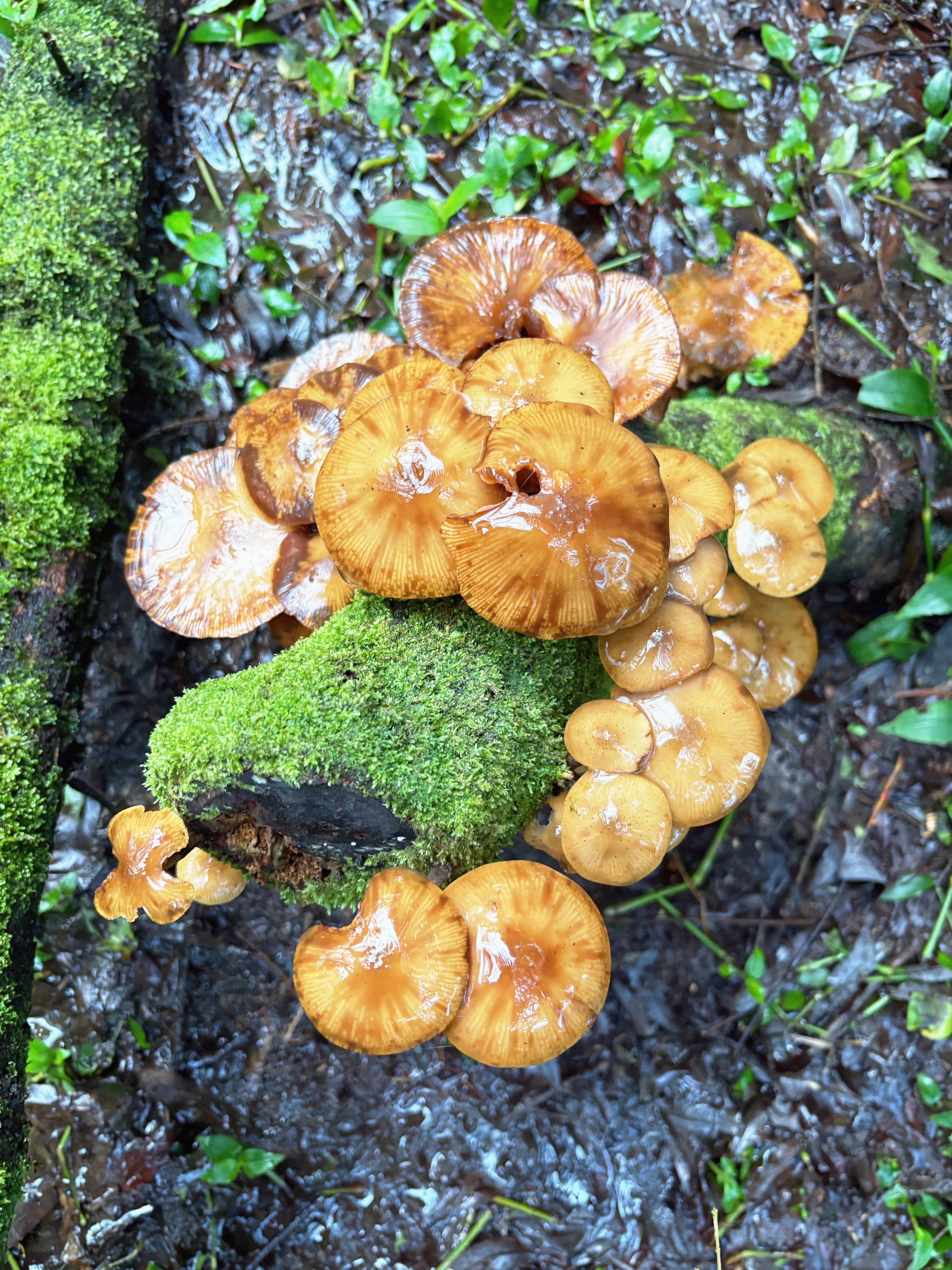 A cluster of glossy brown mushroows scrambling up a mossy decaying fallen tree branch.