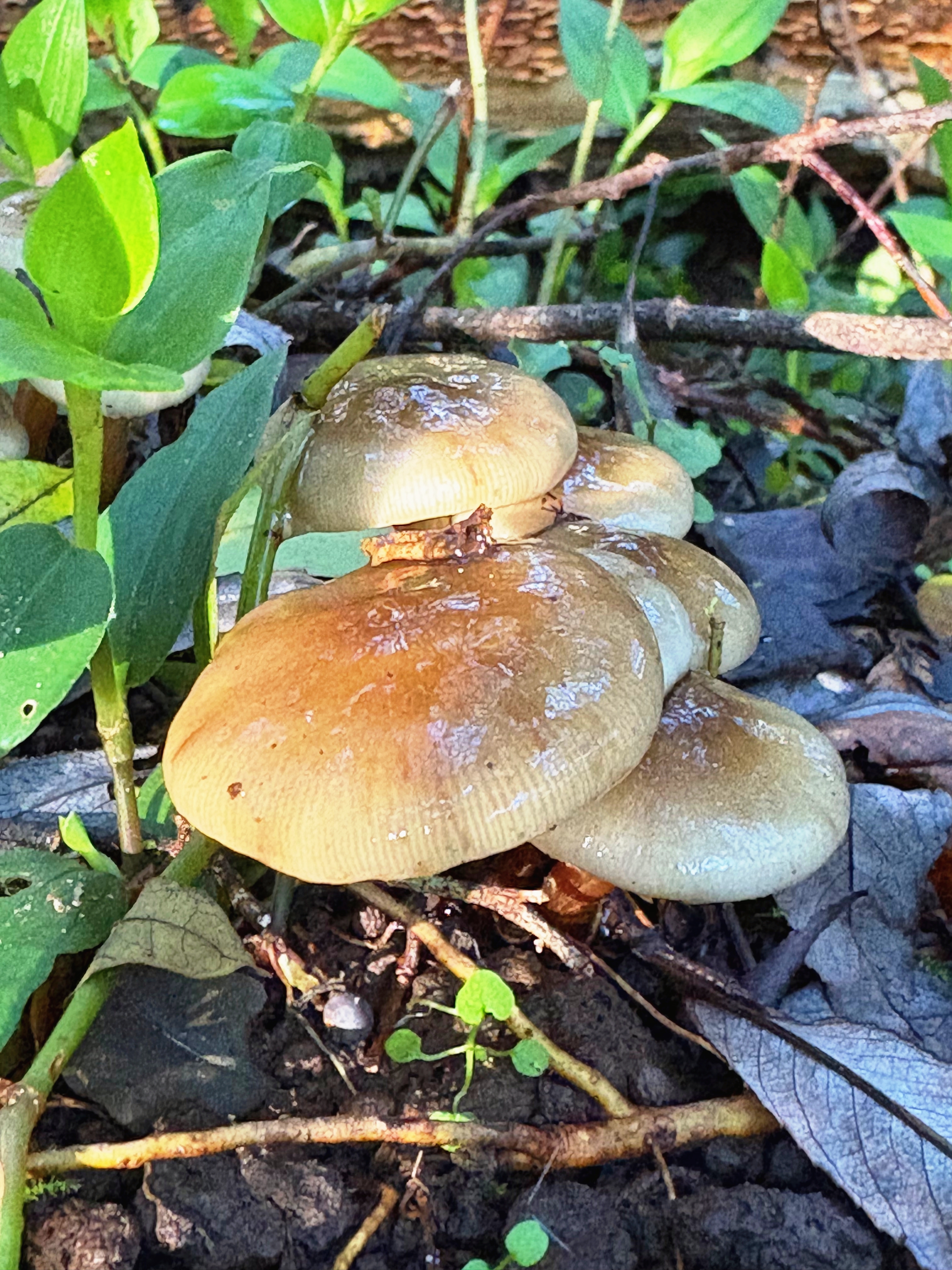 A cluster of glossy tan and cream mushrooms in a nest of leaf litter and green wandering willy/tradescantia.