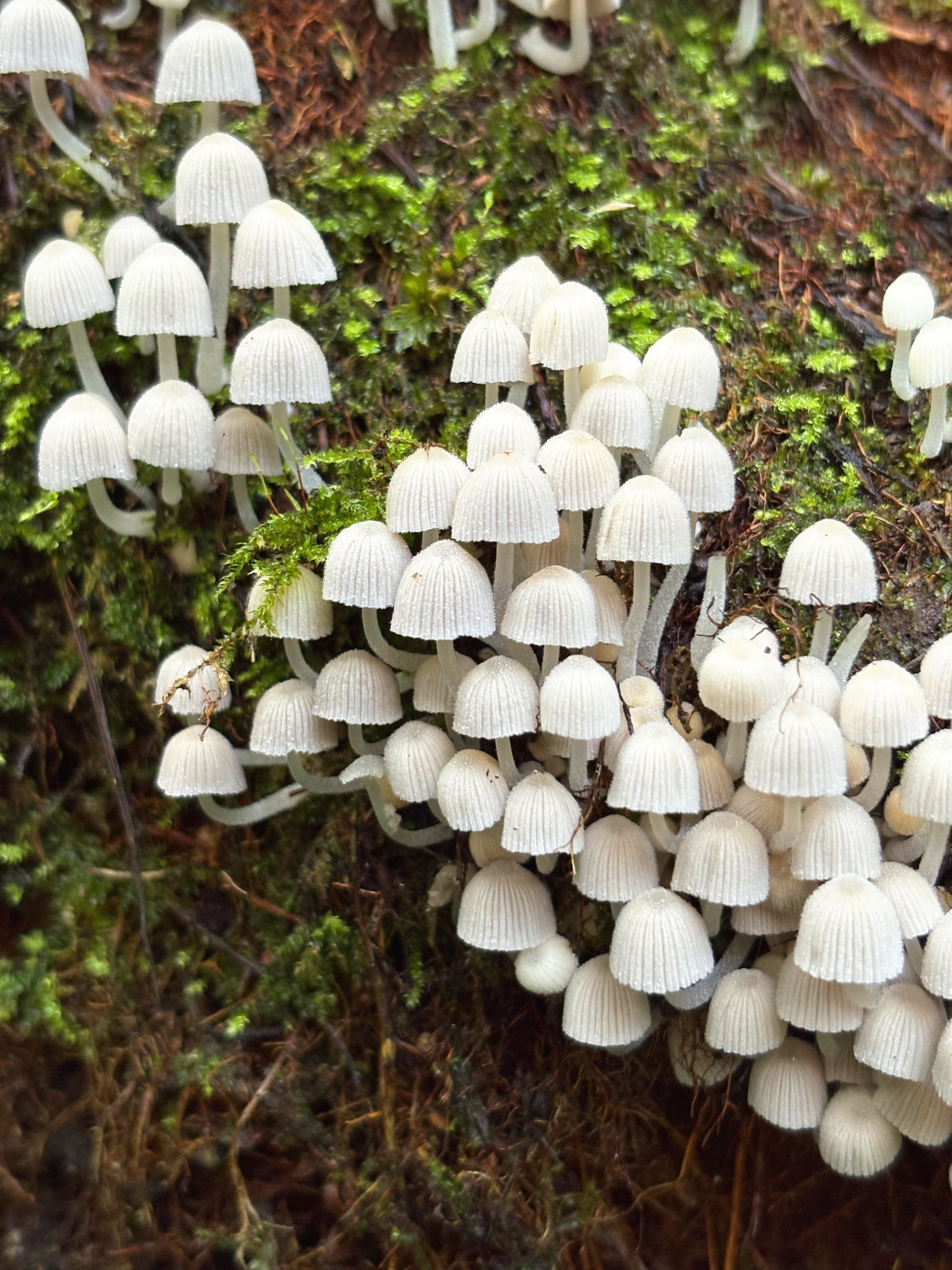 Many small white ethereal mushrooms growing out of a mossy green decaying tree.