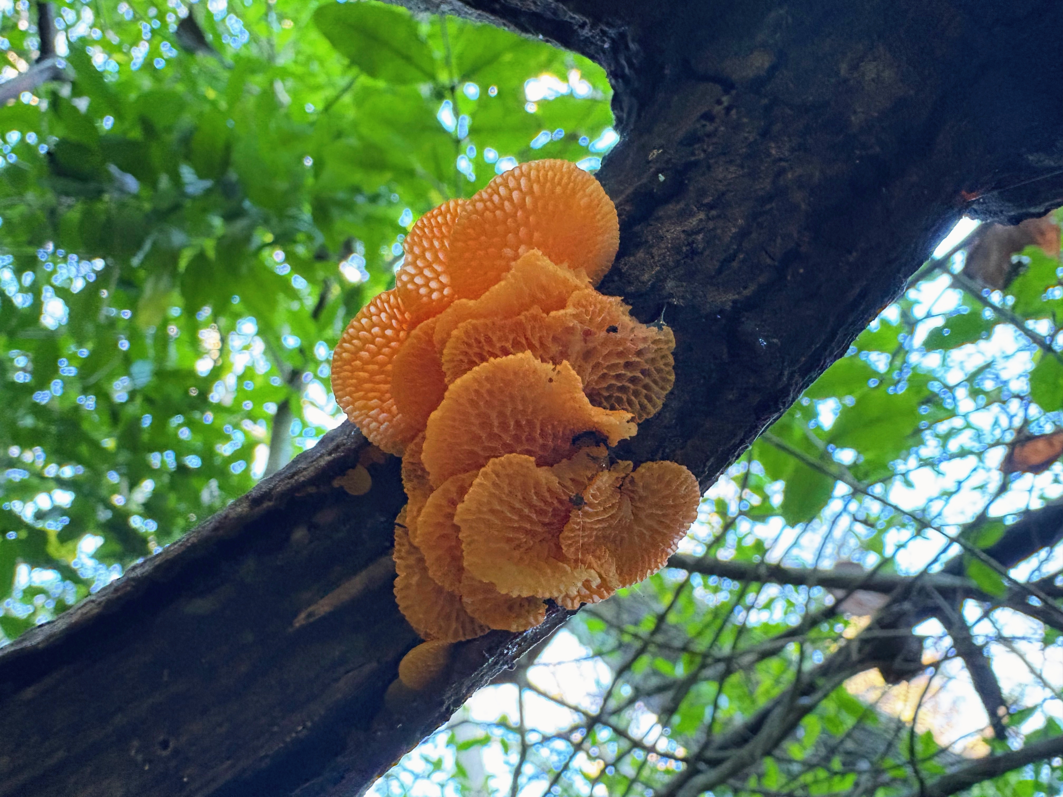 A cluster of orange spore fungus attached to a branch, with the sky visible through a tangle of green leaves.