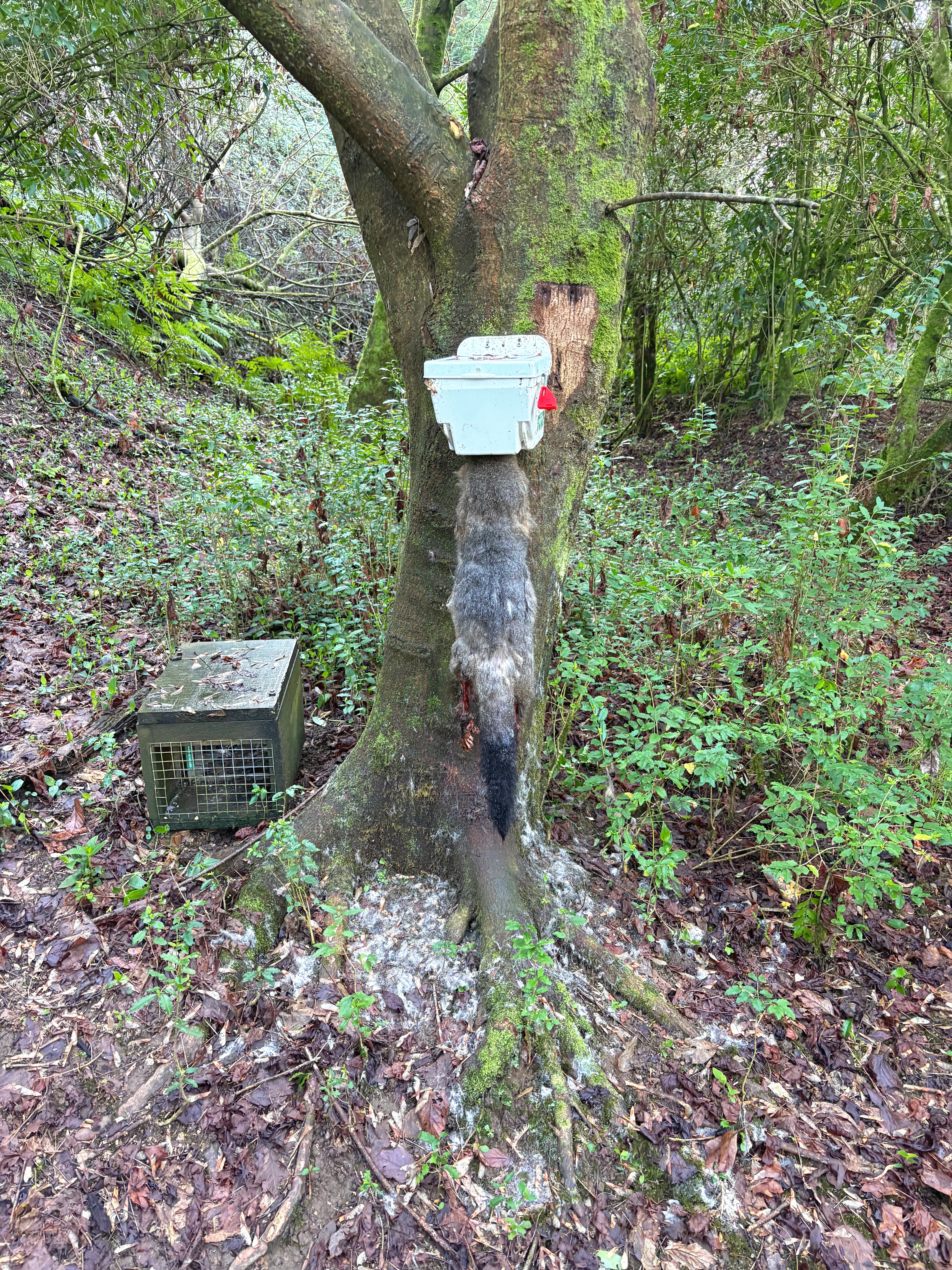 A large dead grey possum with a black tip to its bushy tail is hanging from a white trapinator box trap attached to the trunk of a tree. Next to the tree is a DOC 200 box trap with a metal mesh front. The background is an invasion of green Chinese privet.