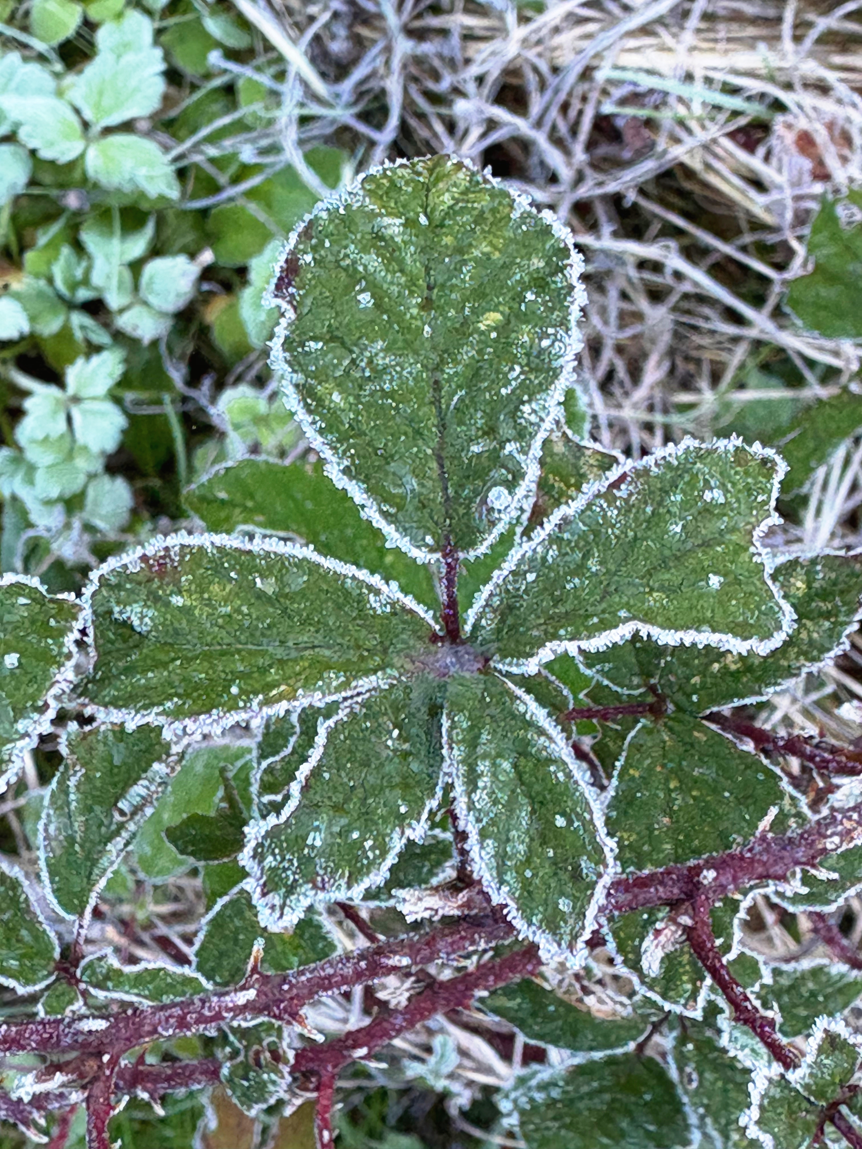 A fleur-de-lis of green blackberry leaves with frosted white edges with a frosty background of more blackberry (of course) and buttercup.