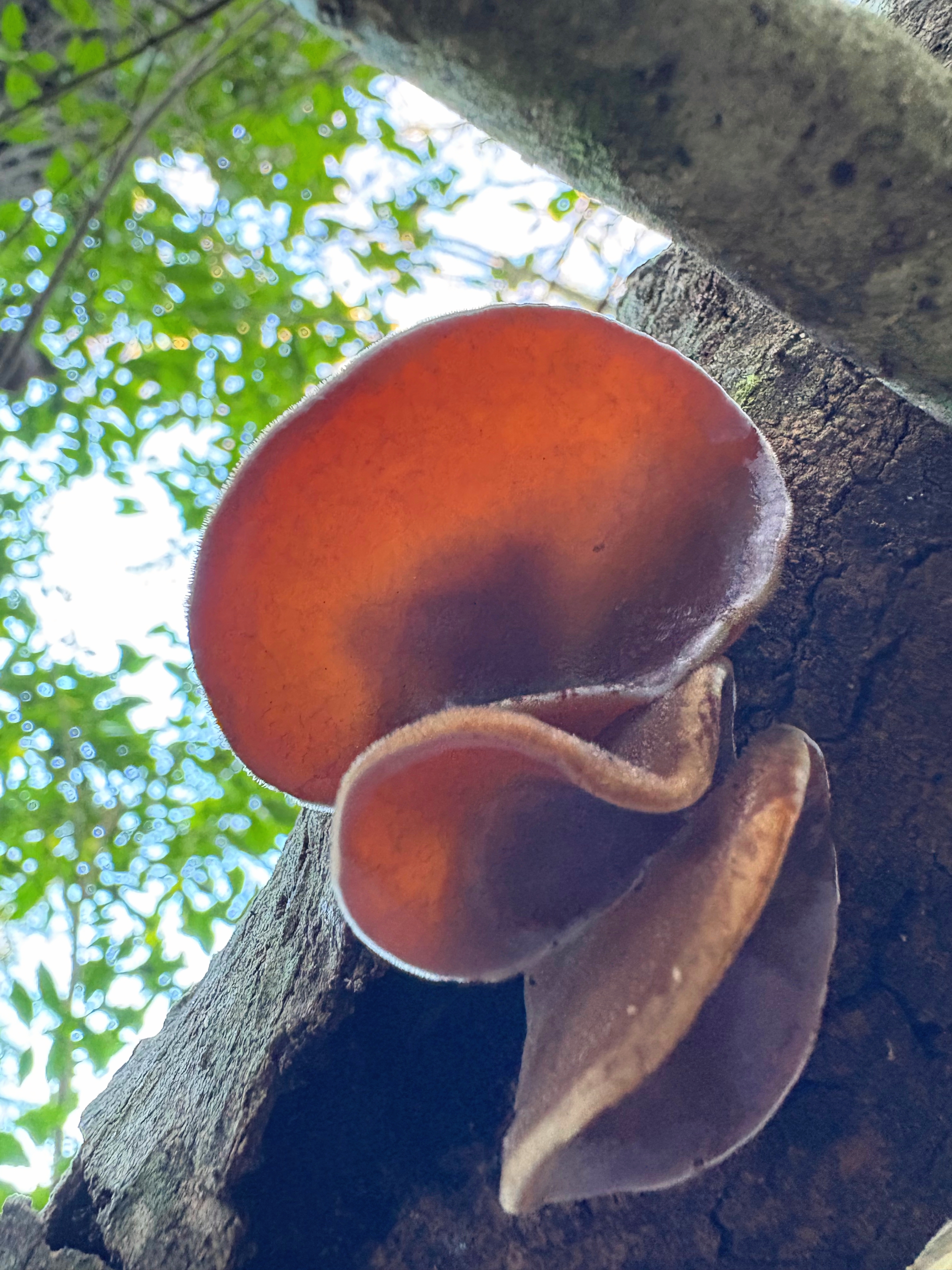 Three brown ear fungus attached to the same branch with the light shining through from above.