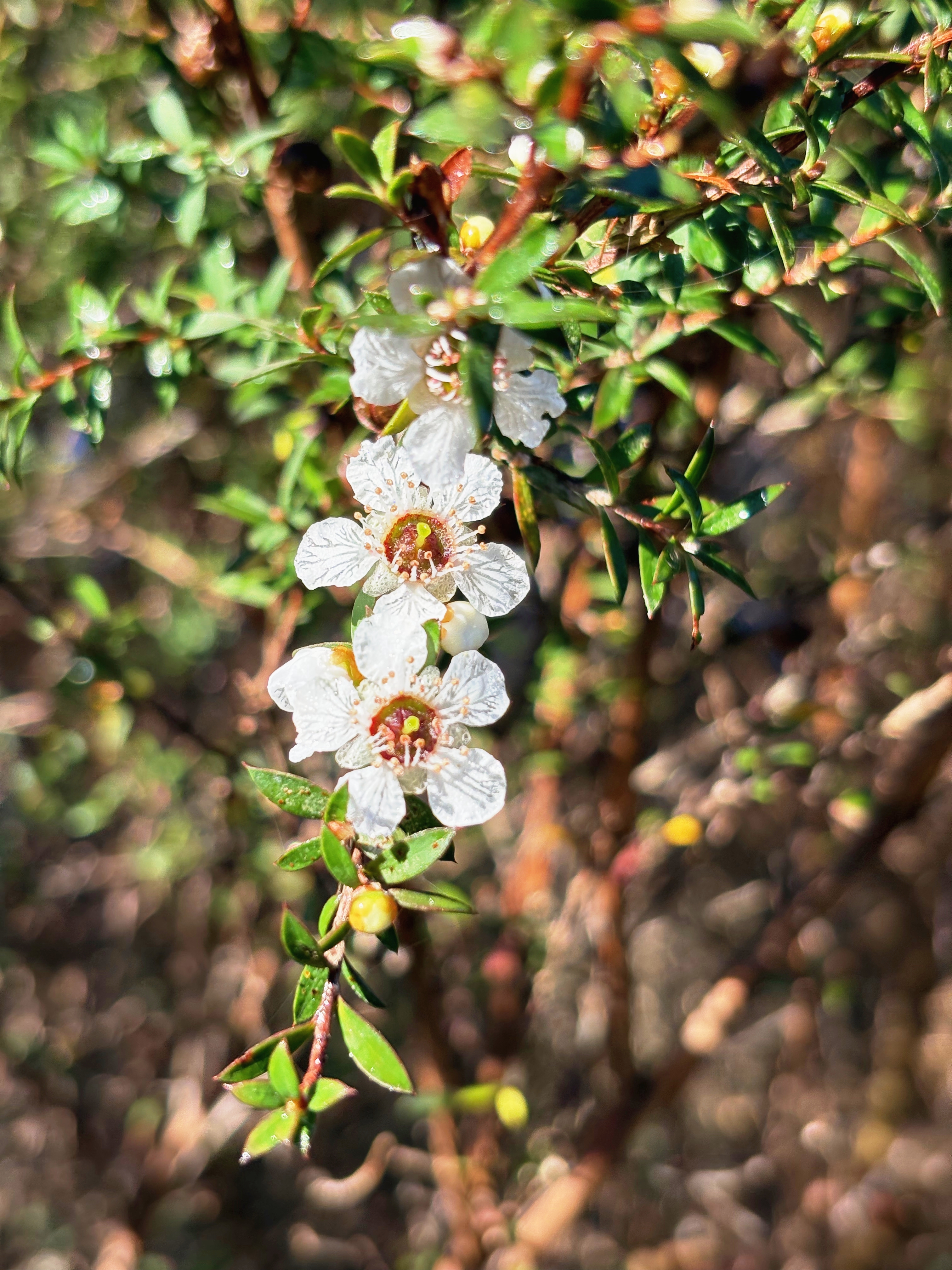 Three slightly confused white petaled manuka flowers with red centres surrounded by sharpish green manuka foliage.