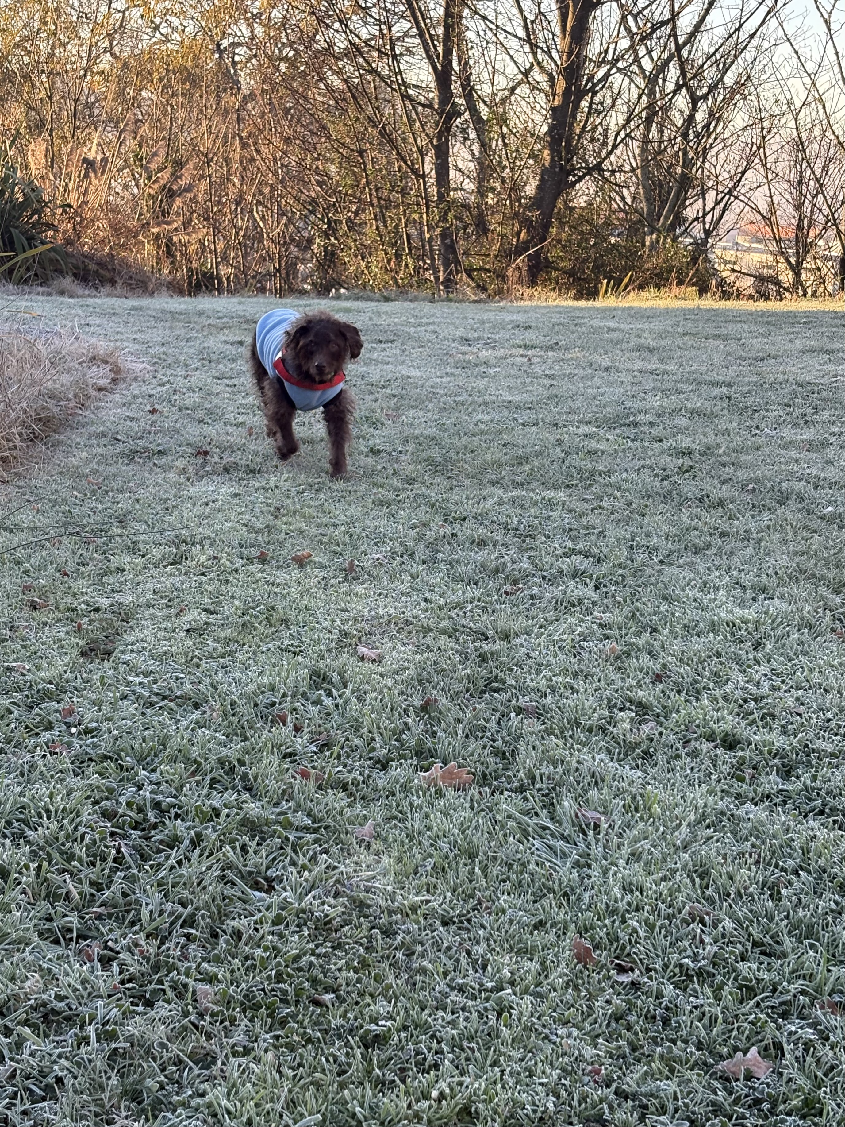 A chocolate brown labradoodle in a blue jacket on a frosty white lawn.