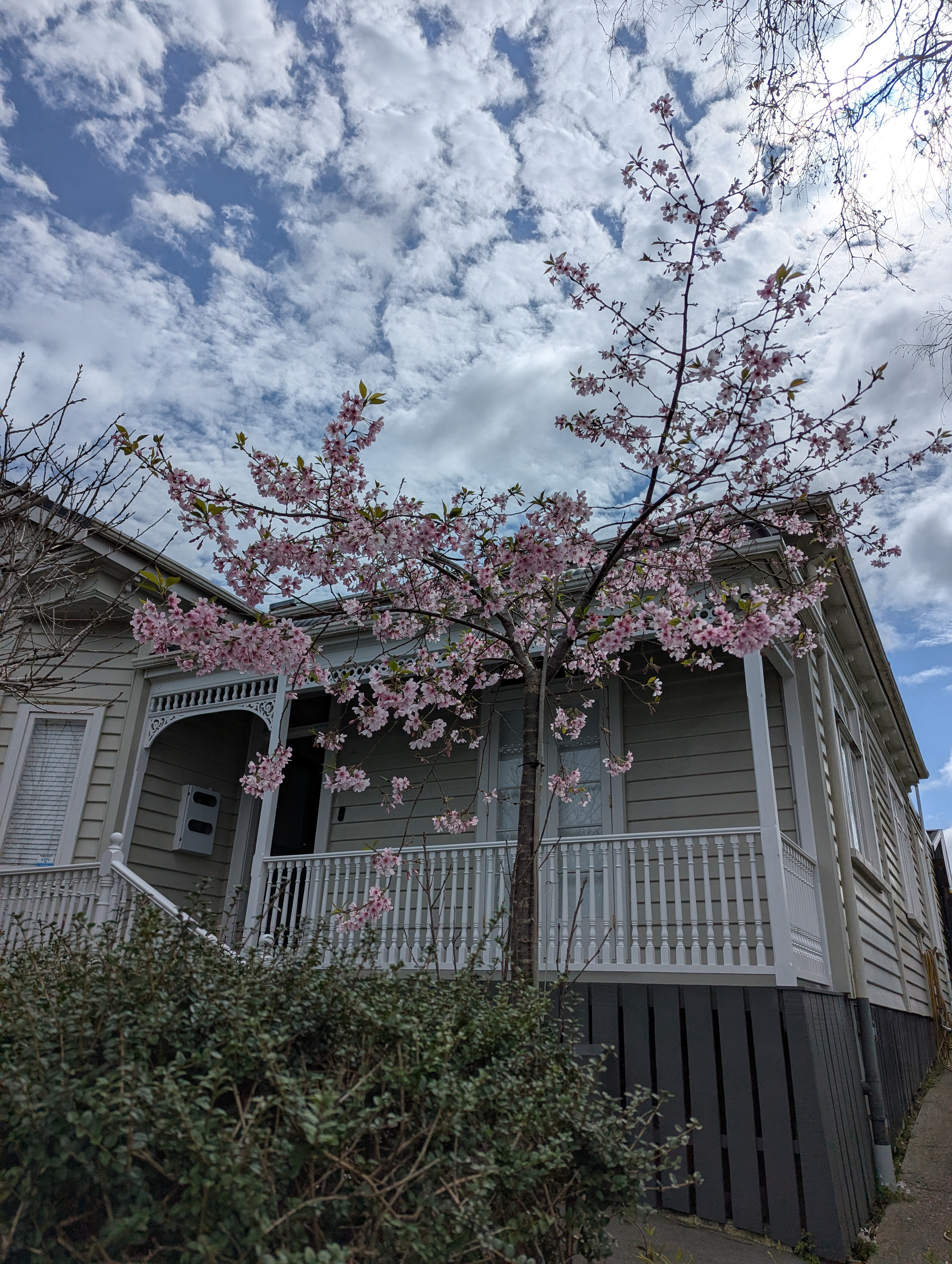 Cherry blossoms, blossoming 🌸