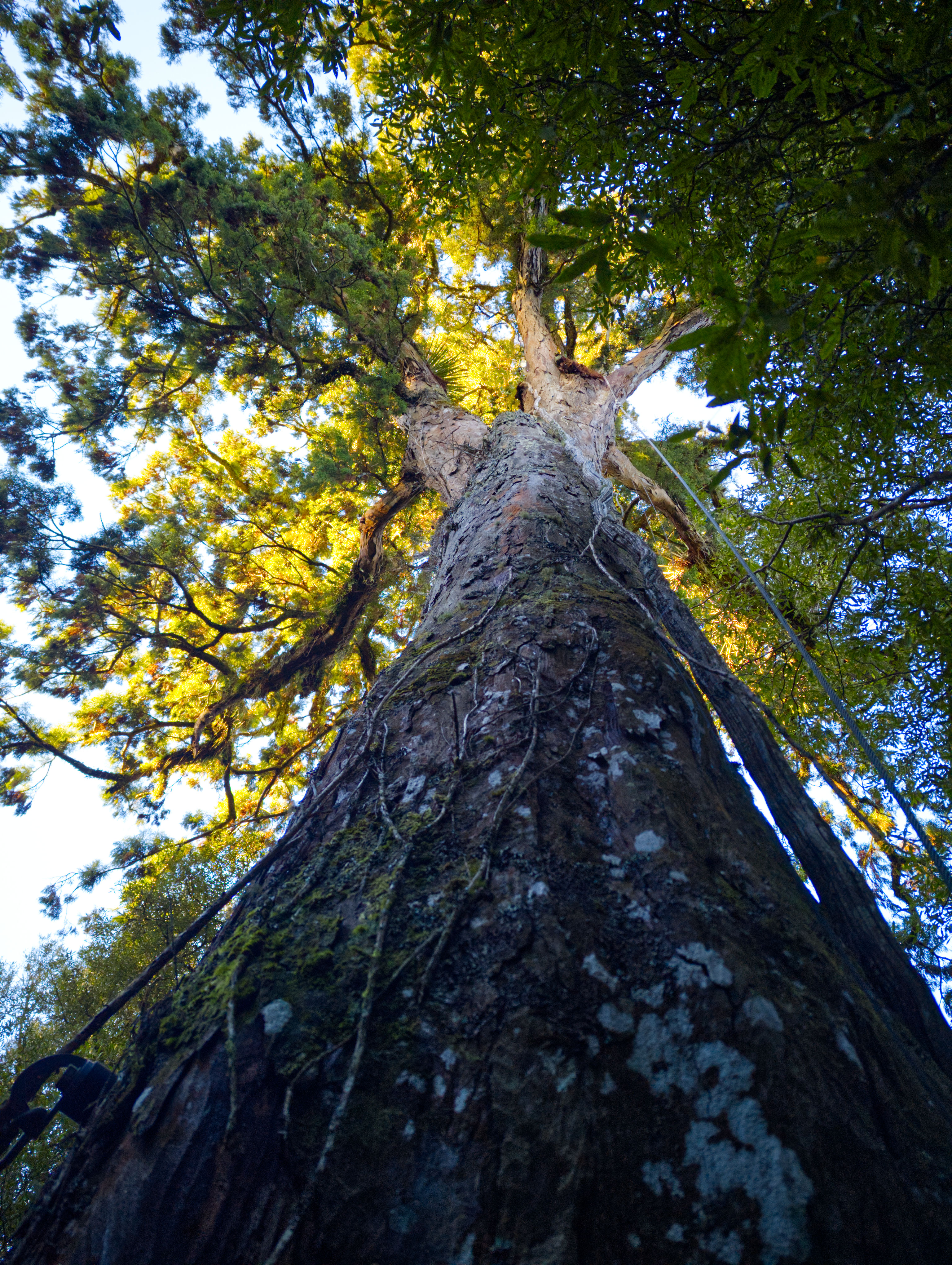 Okay, to be totally honest, I can’t remember what kind of tree this is — I think it’s a rimu — but it’s ancient. Like, 1000 years old.

I zip-lined 220 metres from this tree to another one just like it. Incredible experience.