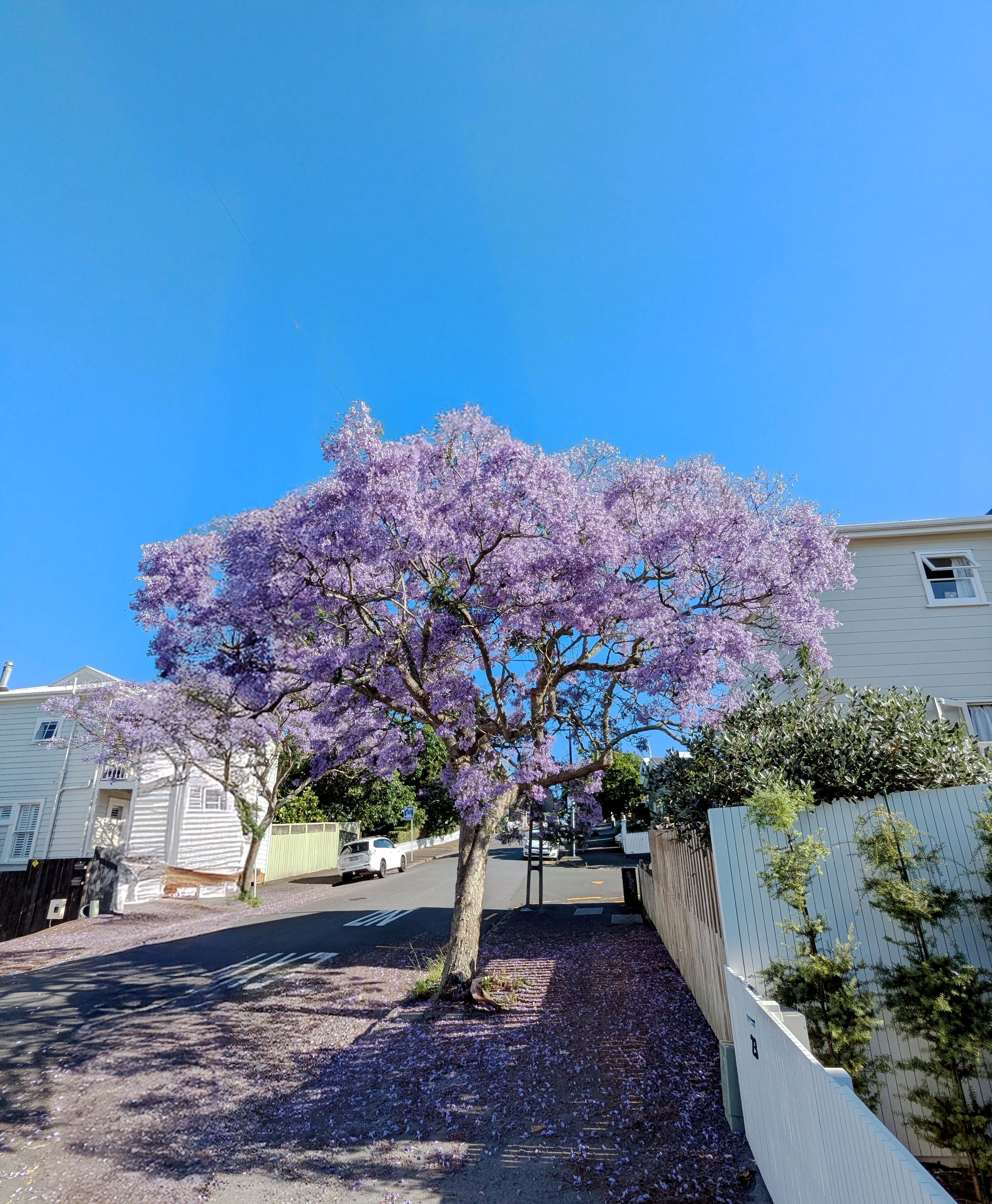 A stunning example of a blooming jacaranda.